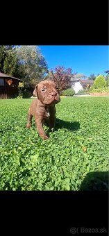 Bandog - 18