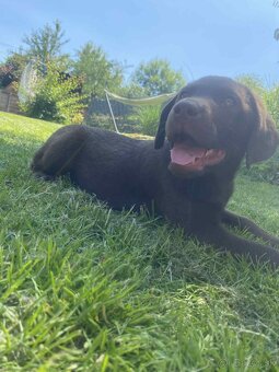 hnědé šteniatka labrador a – pripravené na odber - 18