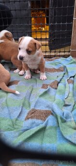 American Bully - 18