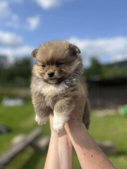 Pomeranian +nemecký špic - 18