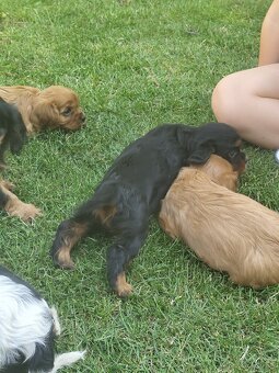 Šteniatka Cavalier king Charles španiel, kavalier - 18