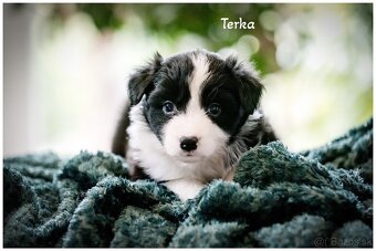 Border Collie Border Kolia s PP FCI - 18