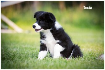 Border Collie Border Kolia s PP FCI - 18