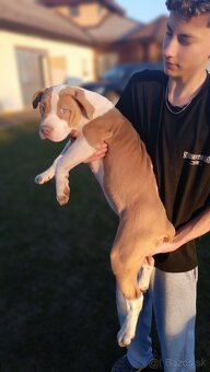 Šteniatka American Bully XL - 18