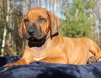 Rhodézsky ridgeback - 18