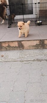 Pomeranian spic - 18