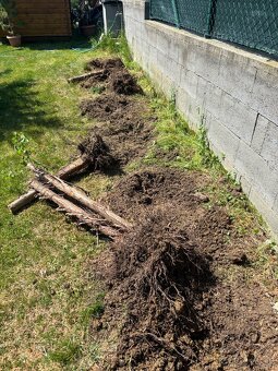 Úprava záhrad a živých plotov, vypiľovanie tují, kosenie - 18