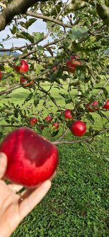 TRADIČNÝ SLIVKOVÝ LEKVÁR 100% Z BYSTRICKÝCH SLIVIEK - 18