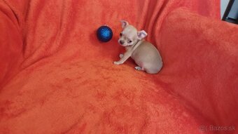 Ponuka šteniatok čivava krátkosrstá - 18