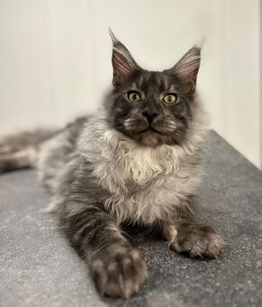 Maine coon,  mainská mývalia s PP - kocúrik - 18