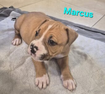 Americký stafordšírsky teriér - 18