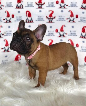 Francúzsky buldoček s PP - sučka BAMBI 🌸 - 18