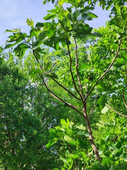 DVA DOMČEKY + 2 PIVNICE na 2 075 m² - 18