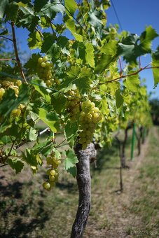 Chata s vinicou - 18