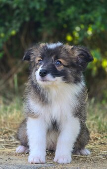 Austrálsky ovčiak × Border collie, borderka, border kólia - 18