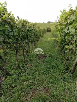 ZNÍŽENÁ CENA LEN U NÁS Predám - Viničný dom s vinohrad - 18