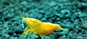 TOP PREMIUM Krevety, Akva machy, PREMIUM RED BOA - TRENCIN - 18