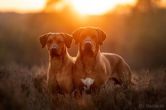Rhodesian ridgeback steniatka s PP - 18