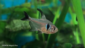 Akvariové ryby (raritky) k odberu - 18