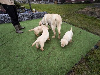 Labradorsky retriver - 18
