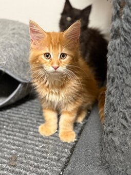 Maine coon - 18