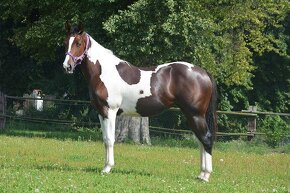 luxusní PAINT HORSE PLEMENÍK, DOUBLE HOMOZYGOT, import - 18