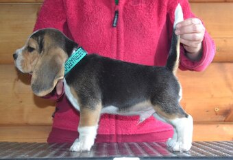 Bigel, bigl, beagle s PP - 18