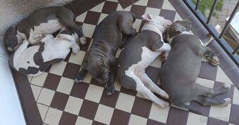 American bully XL, Americký stafordsirsky terier - 18