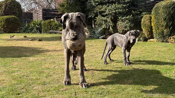 Německá doga modrá s PP Euphorie Blue HH - 18