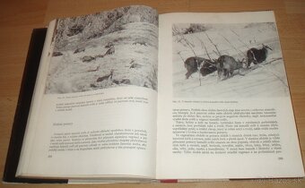 Dutorohá zvěř - 18