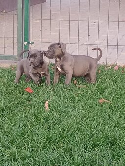 Cane corso modré šteniatka - 18