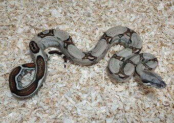 Boa imperator - Normal a Hypo 66% het Sterling VPI - 18