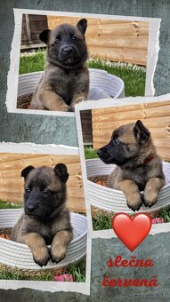 Belgický ovčiak Malinois ,,G” vrh - 18