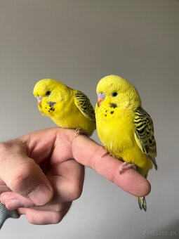 Andulka Maznačik - 18