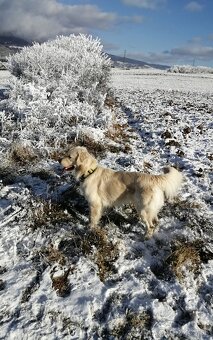 Zlatý retriever - 18
