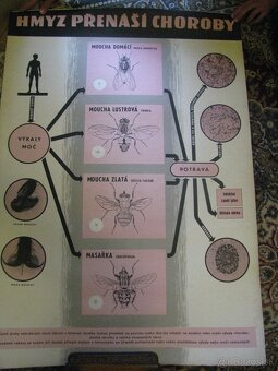 staré školské tabule/plagáty raslín-stromov-zvierat - 18