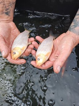 koi kapre - 18