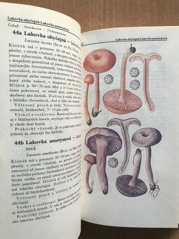 5 x literatura o hubach - 18