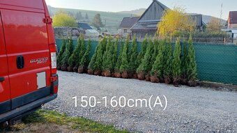 Tuja Smaragd, vavrínovec, červienka - Spišská Nová Ves - 18