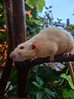 Predám potkanika Dumbo - 18