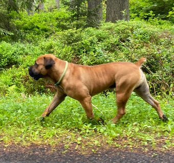 Boerboel štěňata FCI PP - 18