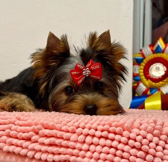 Yorkshire Terrier, Mini Yorkshire, yorki, jorksir - 18