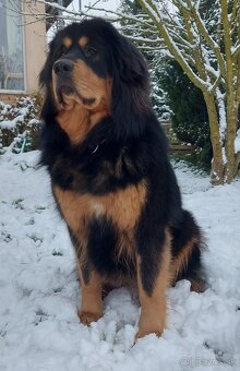 Tibetská doga - šteniatka s PP - 18