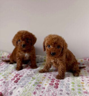Dark Red Poodle girls pudel pudlik pudl - 18