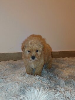 Toy Maltipoo - 18
