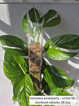 Predám izbové rastliny - 18