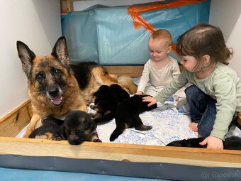 Šteniatka nemeckého ovčiaka typu Rex s PP - 18