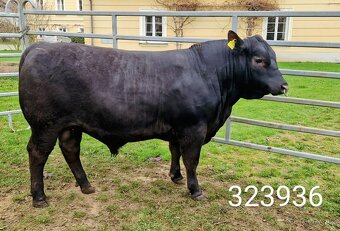 Plemenný býk Aberdeen Angus - vakcinovaný na Bluetongue - 18