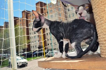 Cornish rex s PP - 18