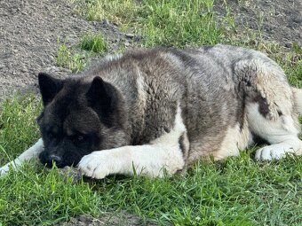 Americká Akita - 18